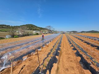 양백운님의 고추 · 영농일지 작성글 사진