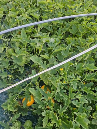 참외님의 기타작물 · 영농일지 작성글 사진