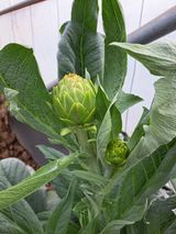 한림한경님의 작성글 사진