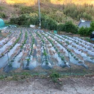 김건우님의 감자 · 영농일지 작성글 사진