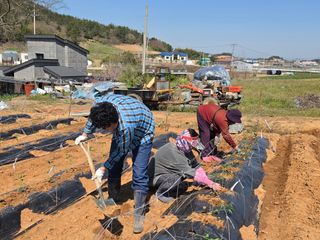 양백운님의 고추 · 영농일지 작성글 사진