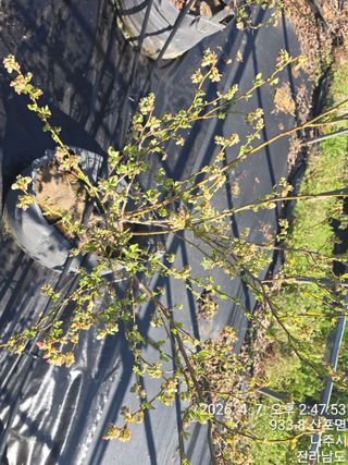 축복농장님의 기타작물 · 영농일지 작성글 사진