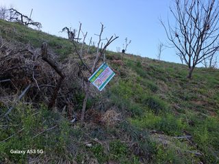 조연만님의 두릅 · 영농일지 작성글 사진