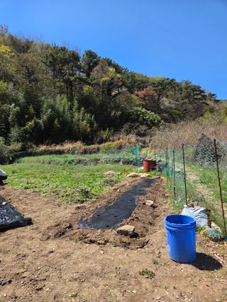 최성욱님의 감자 · 영농일지 작성글 사진
