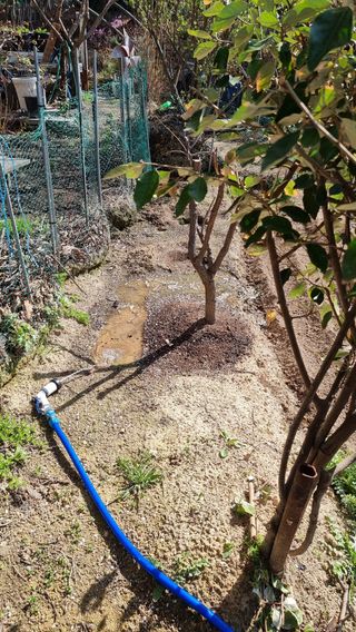 권혁렬님의 상추 · 영농일지 작성글 사진