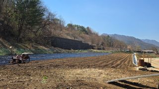 황둔얼렁뚱땅체리농부님의 감자 · 영농일지 작성글 사진