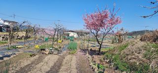 김순섭님의 기타작물 · 영농일지 작성글 사진