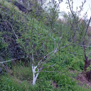 섬진강님의 기타작물 · 영농일지 작성글 사진