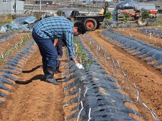 양백운님의 고추 · 영농일지 작성글 사진