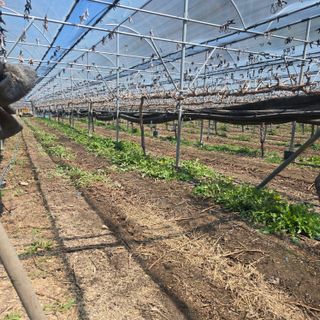 동동예행복농장님의 작성글 사진