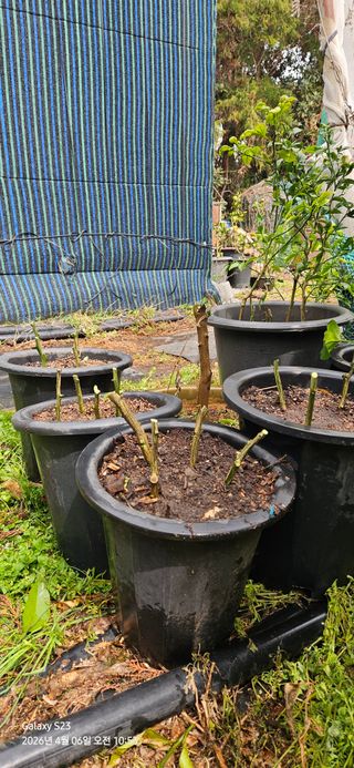 農땡이님의 귤 · 영농일지 작성글 사진