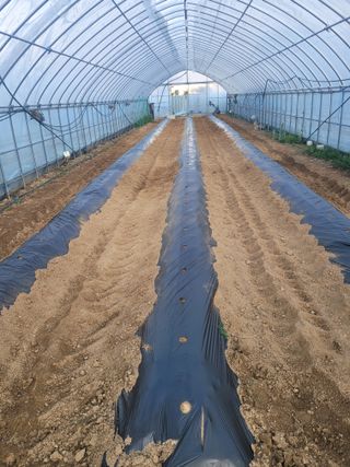 민원배님의 감자 · 영농일지 작성글 사진