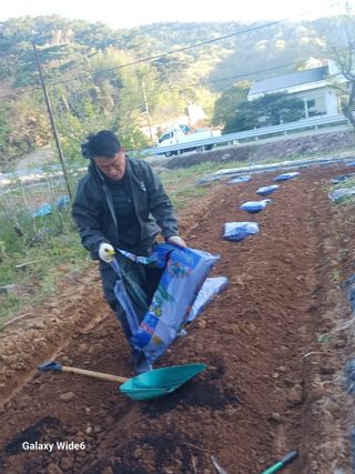 최연태님의 기타작물 · 영농일지 작성글 사진
