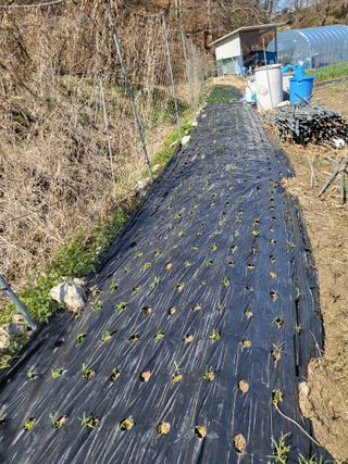 전선경님의 기타작물 · 영농일지 작성글 사진