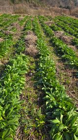 팜모닝 기타작물·영농일지 게시글 이미지