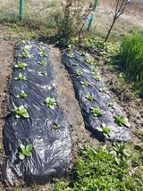 팜모닝 기타작물·영농일지 게시글 이미지