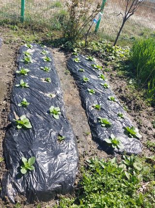 주말 농원(이시원)님의 기타작물 · 영농일지 작성글 사진