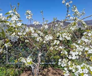 철남 김희곤님의 기타작물 · 영농일지 작성글 사진
