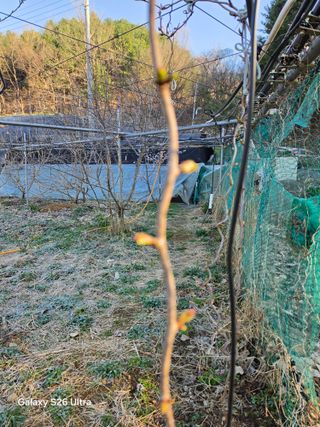 김종협님의 기타작물 · 영농일지 작성글 사진