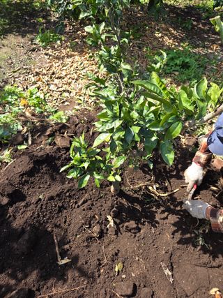 산방자연농원님의 귤 · 영농일지 작성글 사진