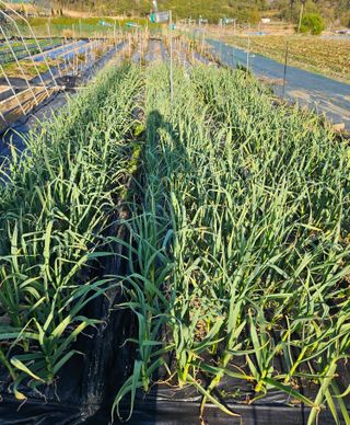 김인수님의 기타작물 · 영농일지 작성글 사진