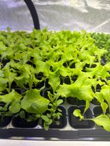 팜모닝 기타작물·영농일지 게시글 이미지