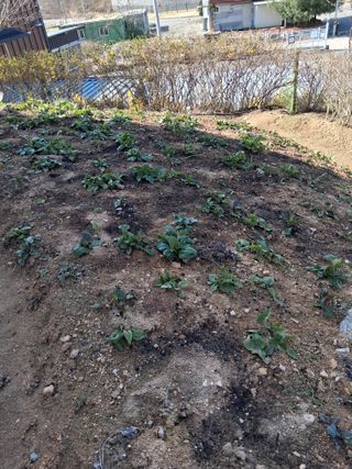 딸기17376님의 기타작물 · 영농일지 작성글 사진