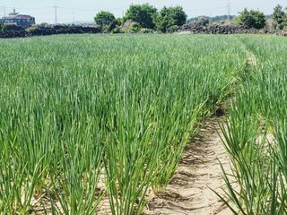 한경훈님의 기타작물 · 영농일지 작성글 사진