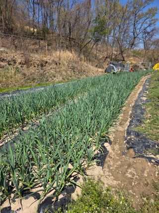 열정님의 마늘 · 영농일지 작성글 사진