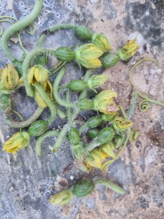 논산푸른팜님의 기타작물 · 영농일지 작성글 사진