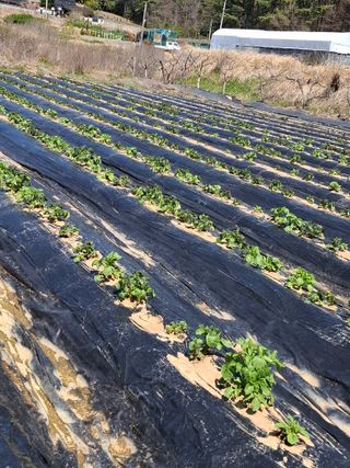 마늘14470님의 고추 · 영농일지 작성글 사진