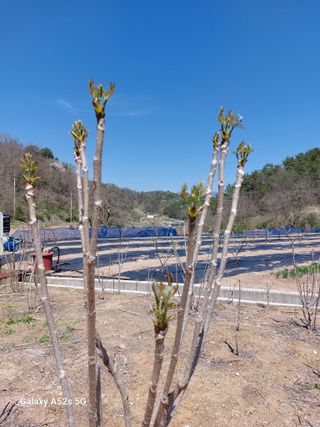 손길준님의 사과 · 영농일지 작성글 사진
