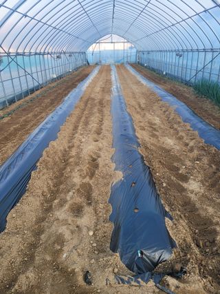 민원배님의 감자 · 영농일지 작성글 사진