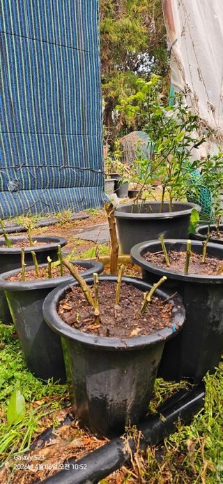 農땡이님의 귤 · 영농일지 작성글 사진