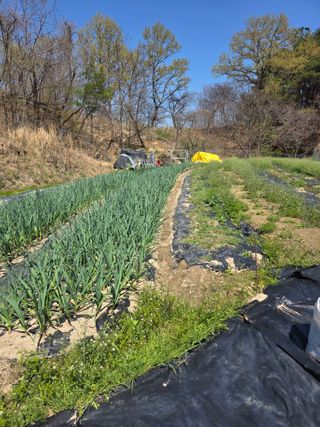 열정님의 마늘 · 영농일지 작성글 사진