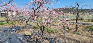김순섭님의 기타작물 · 영농일지 작성글 사진