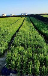 팜모닝 기타작물·영농일지 게시글 이미지