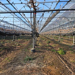 동동예행복농장님의 포도 · 영농일지 작성글 사진