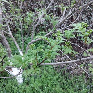 섬진강님의 기타작물 · 영농일지 작성글 사진