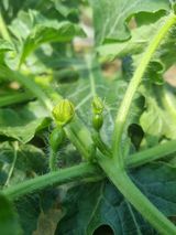 논산푸른팜님의 작성글 사진