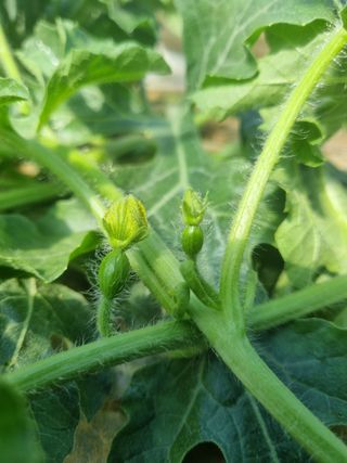 논산푸른팜님의 기타작물 · 영농일지 작성글 사진