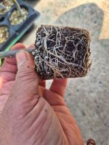 늘햇살팜 님의 작성글 사진