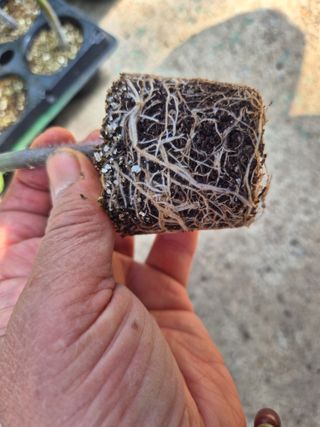 늘햇살팜 님의 기타작물 · 영농일지 작성글 사진