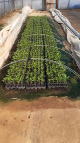 팜모닝 기타작물·영농일지 게시글 이미지