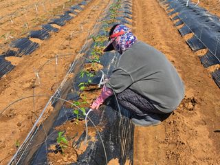 양백운님의 고추 · 영농일지 작성글 사진