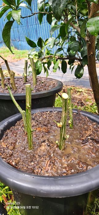 農땡이님의 귤 · 영농일지 작성글 사진