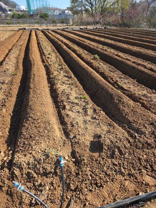 김연숙님의 기타작물 · 영농일지 작성글 사진