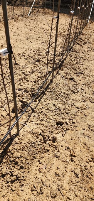 이철님의 기타작물 · 영농일지 작성글 사진