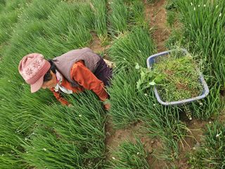 한경훈님의 기타작물 · 영농일지 작성글 사진