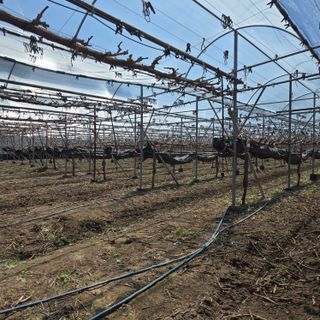 동동예행복농장님의 기타작물 · 영농일지 작성글 사진